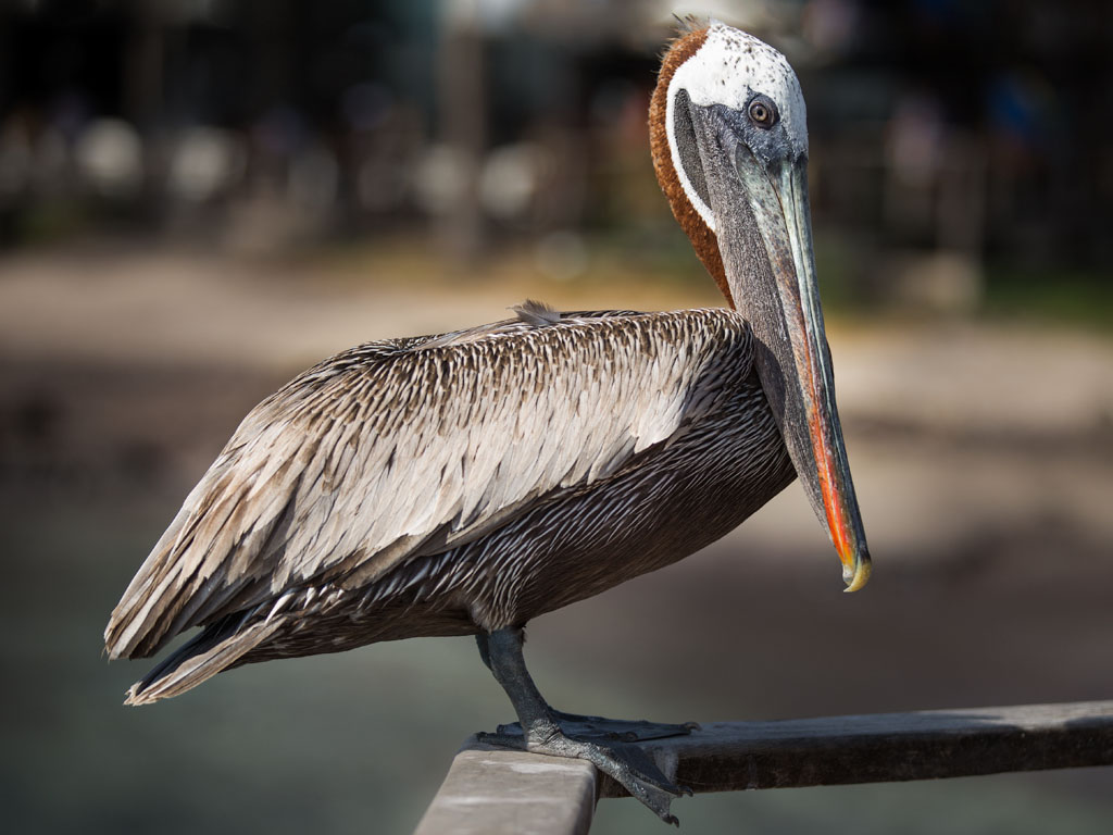 bird