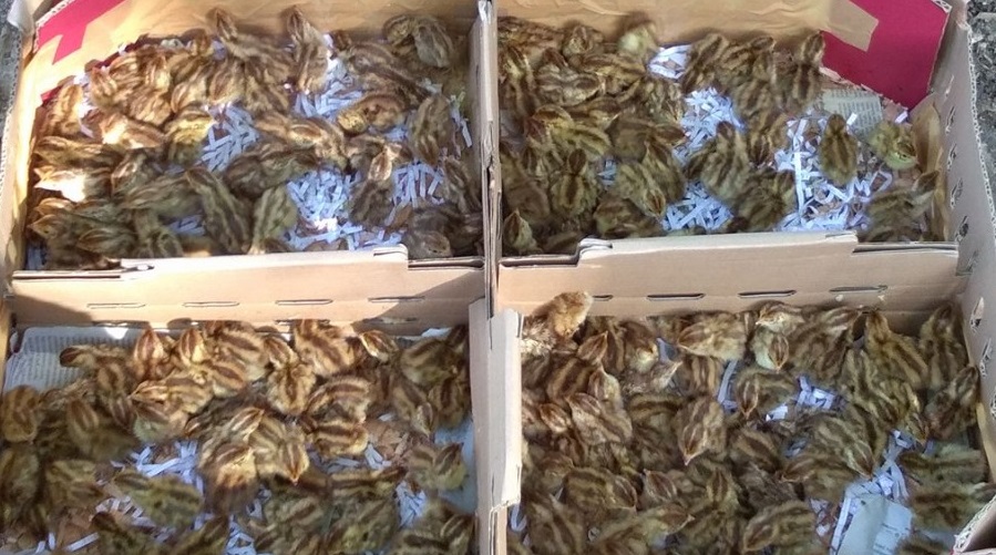 Cara Ternak Puyuh Pedaging, Dijamin Cepat Panen Pupuk Organik GDM