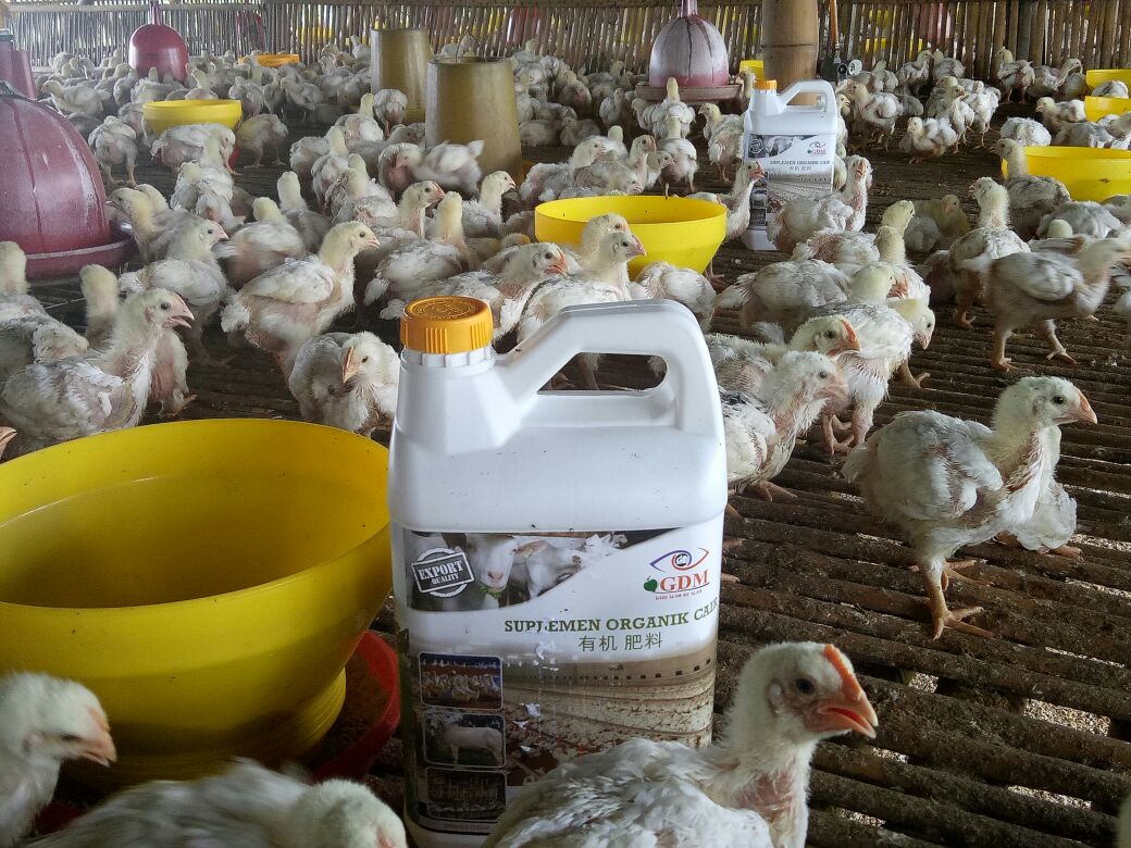 Gratis Unduh Gambar Satpol Pp Pinta Acang Pindahkan Usaha Ternak Ayam Miliknya Terupdate by Lampunghits.com