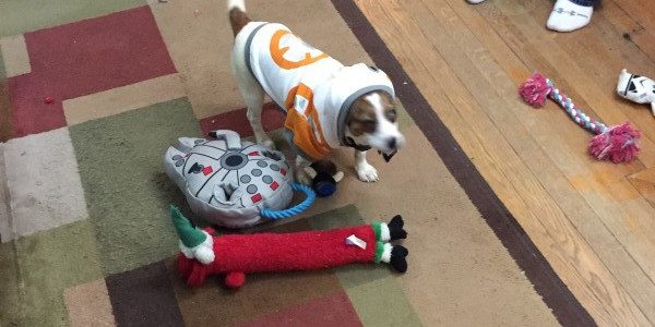 dog silencer max reddit