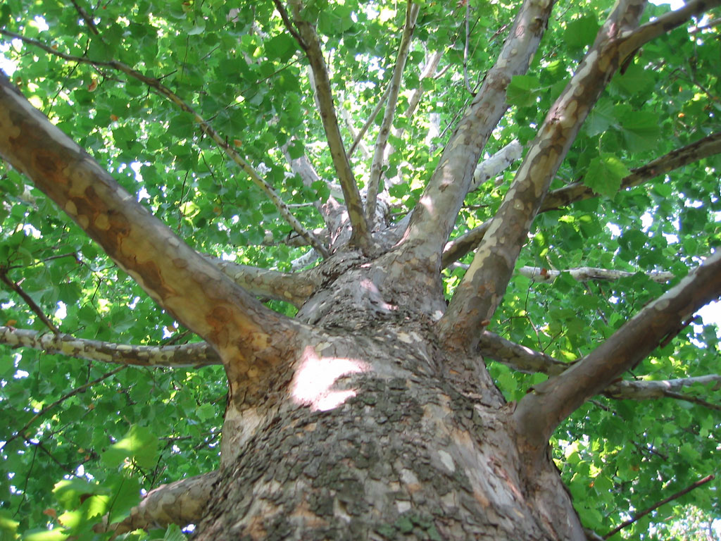 Journey Along the Shores – Part 8 (More Tree Management) – GEEKED ON GOLF