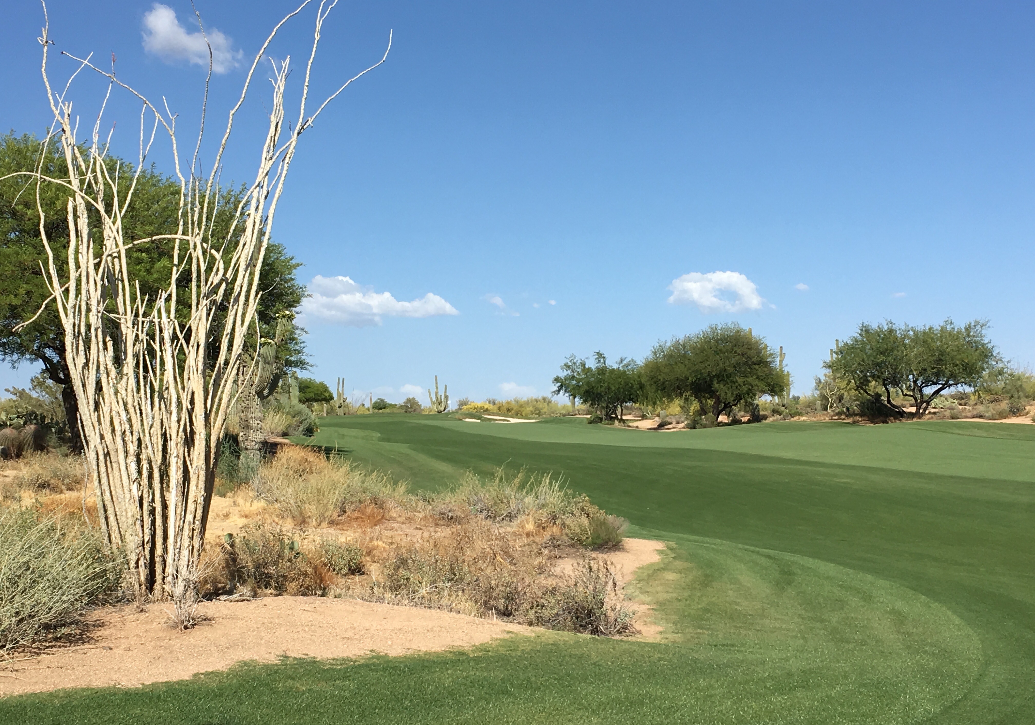 DesertForest5-Approach