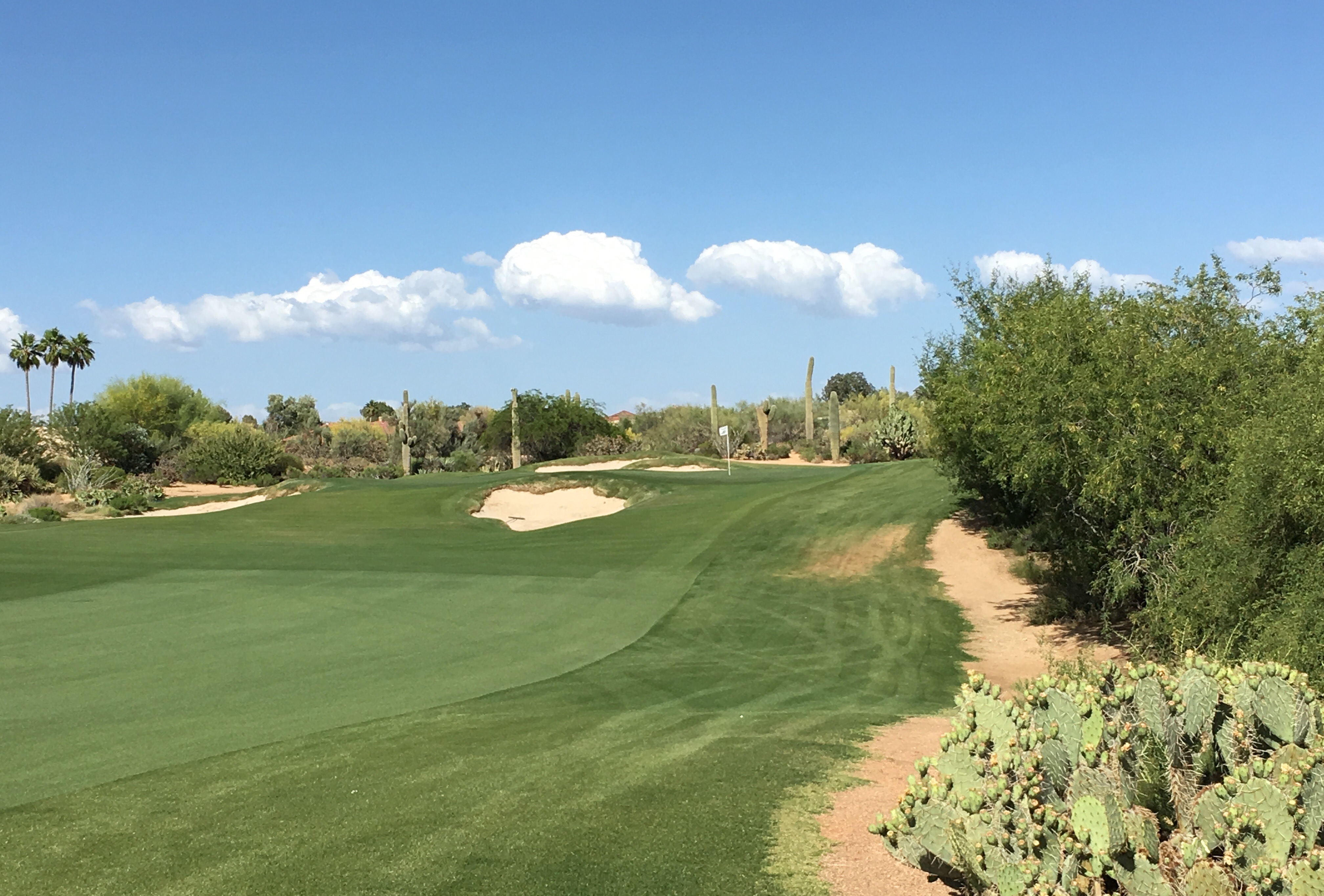 DesertForest6-Approach