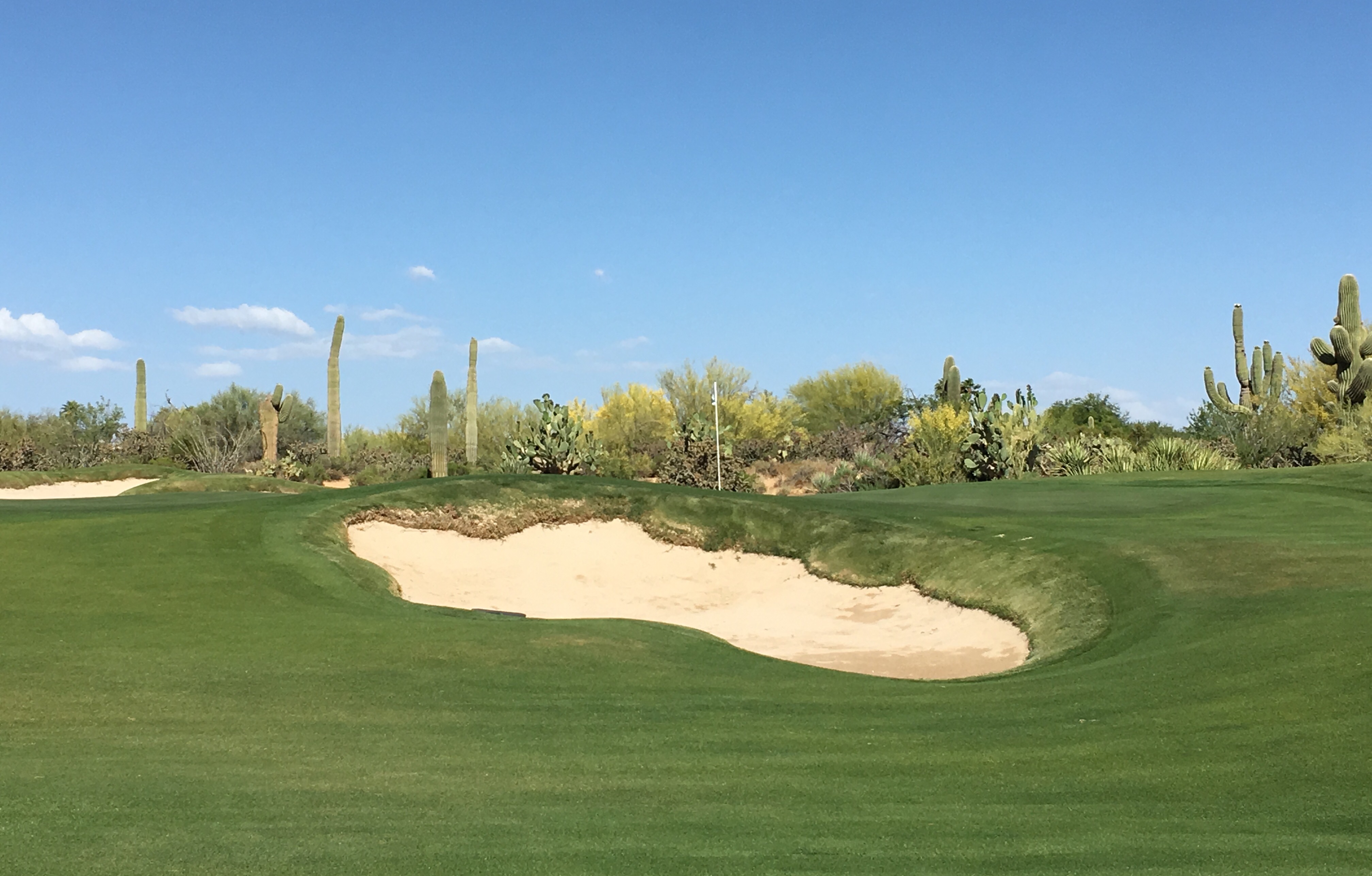 DesertForest6-Short