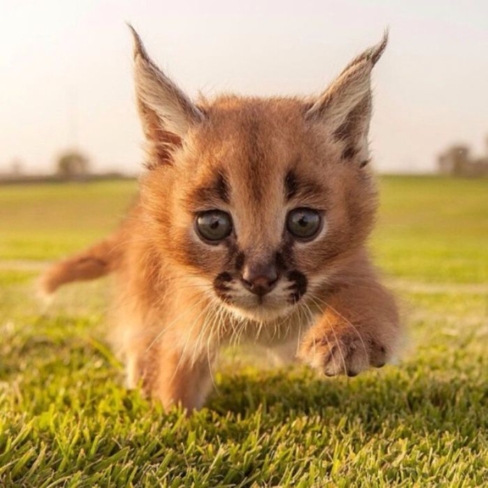 Le caracal