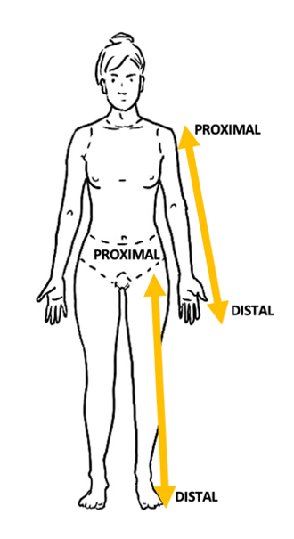 Proximal vs distal