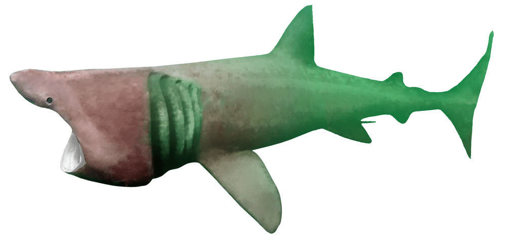St Lawrence Shark Observatory Ors Geerg