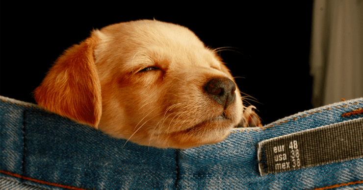 Doggo.png