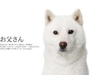 新品ショップ Softbankのお父さん ぬいぐるみ