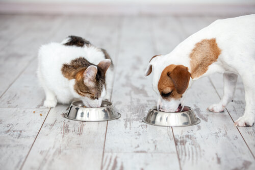 Pet eating foot. Dog and cat eat food from bowl