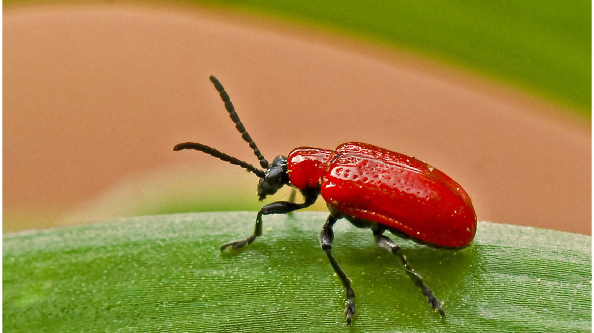 Red lily beetle: watch out for this devastating pest