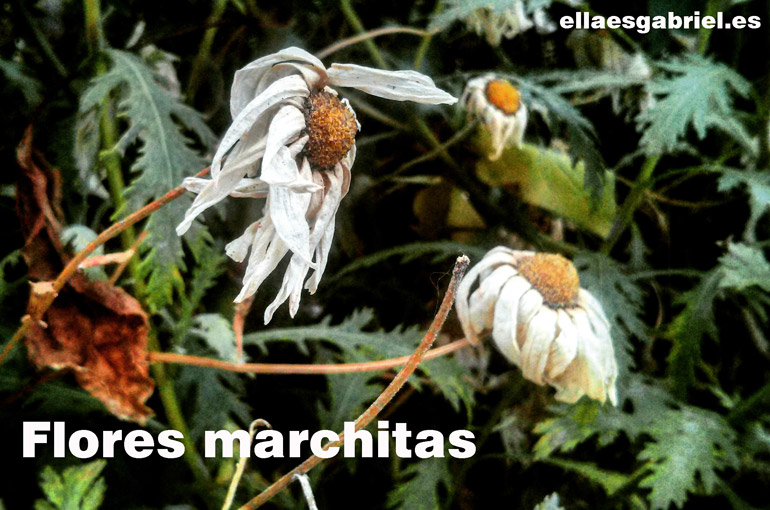 Flores Marchitas Gema Vicedo