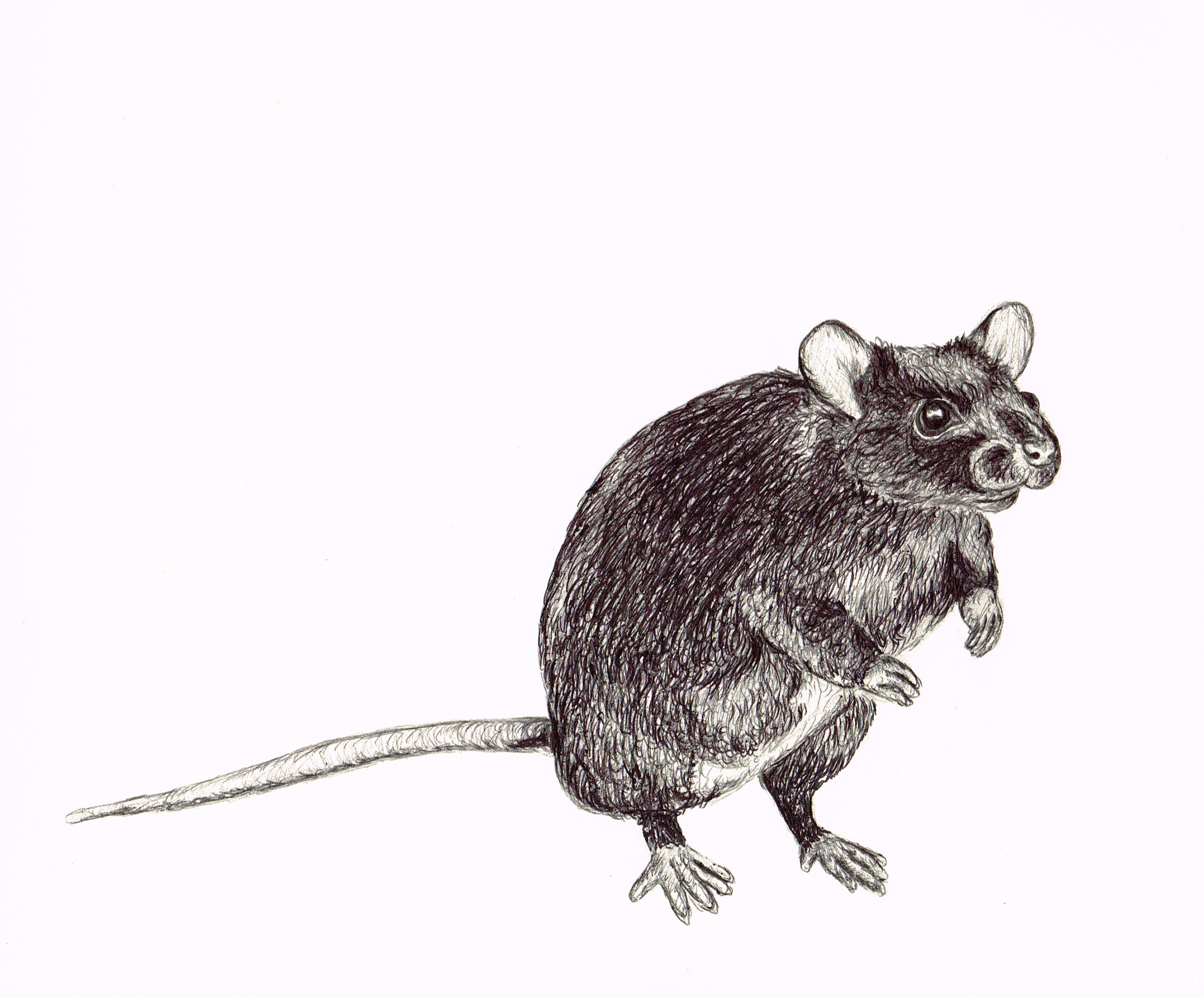 This rat drawing tutorial is very simple and designed for the youngest artists. Rat Biro Drawing Gemmamarie