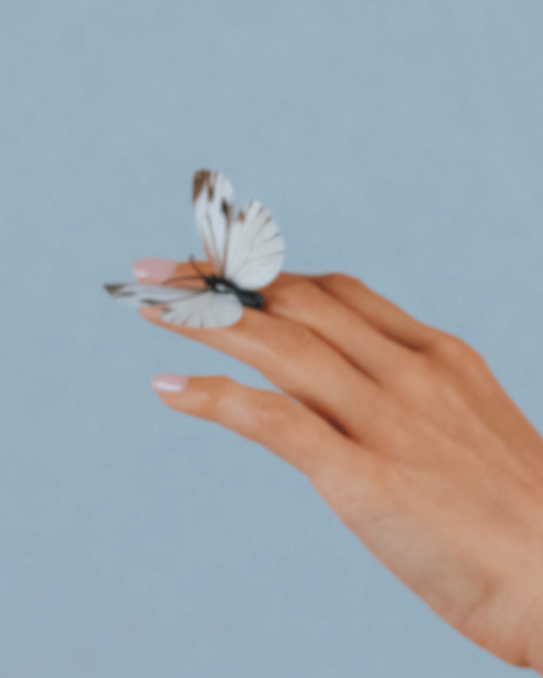 hand held out with blue butterfly resting on fingertips on a pale blue background