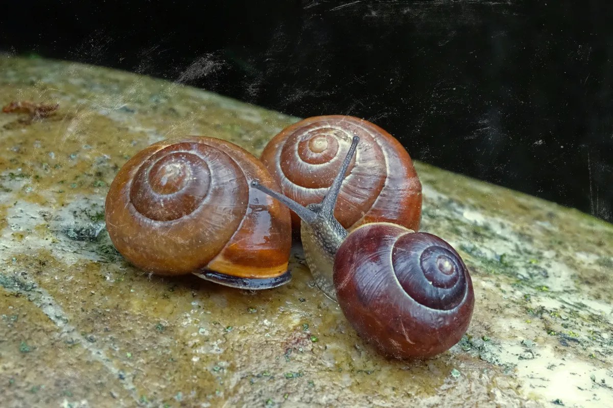 biomonitoring lingkungan