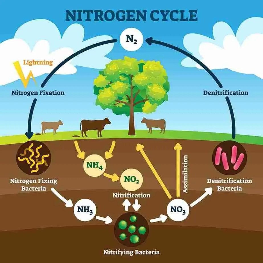 Which Of The Following Organisms Fix Nitrogen In Aquatic Ecosystems 27+ Pages Analysis in Google Sheet [1.7mb] - Latest Update 