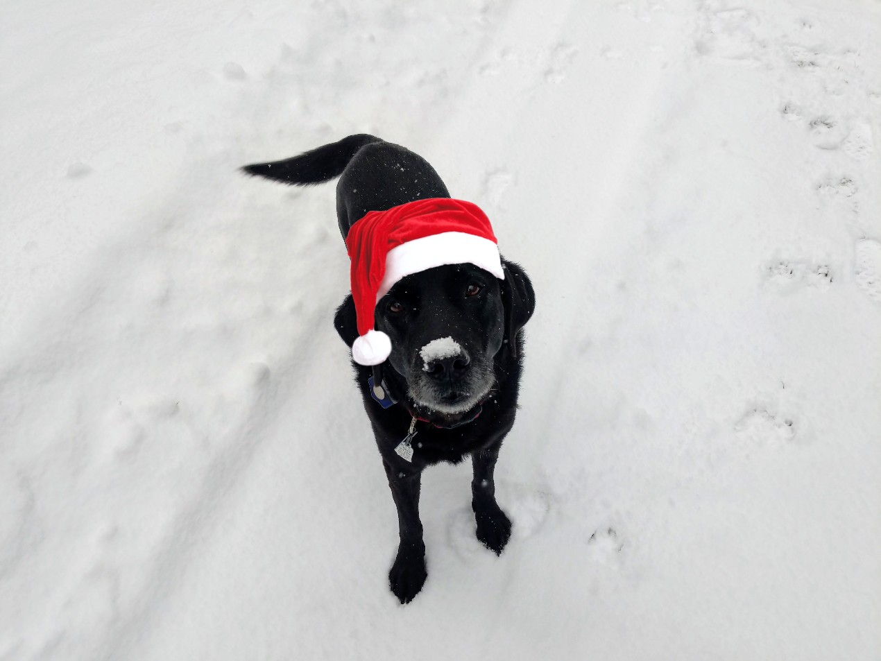 Smudge and Twiggles Save Christmas 1
