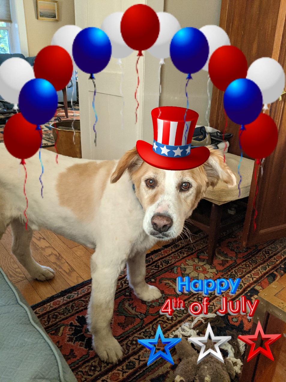 Patriotic Pups for the Fourth of July 7