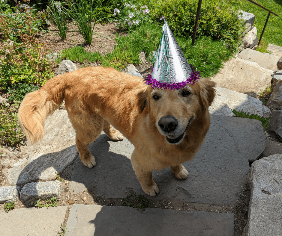 A Belated Birthday Celebration 1