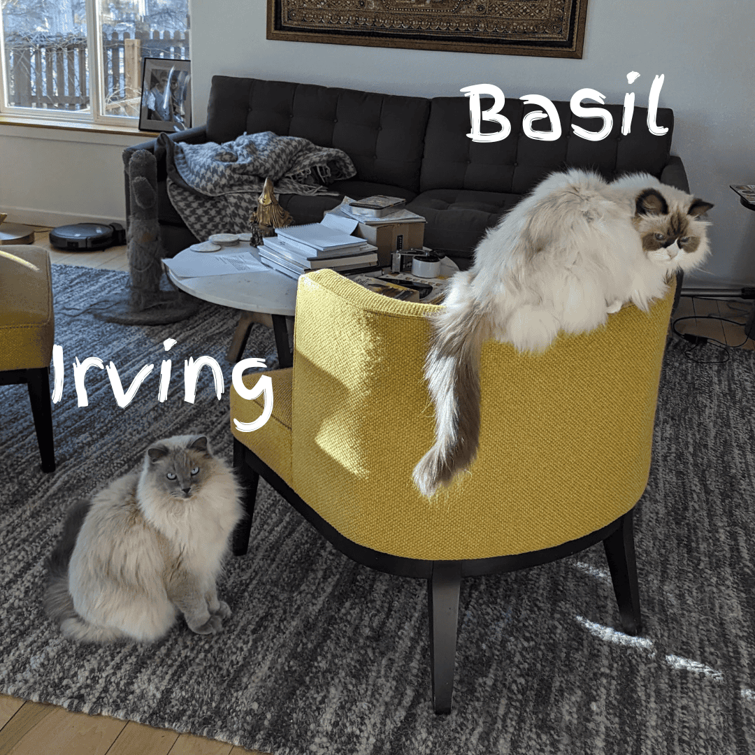 Meet Irving and Basil! 8