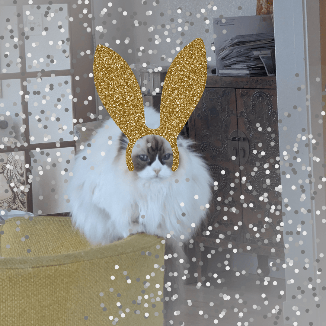 Dogs and Cats in Bunny Ears 1