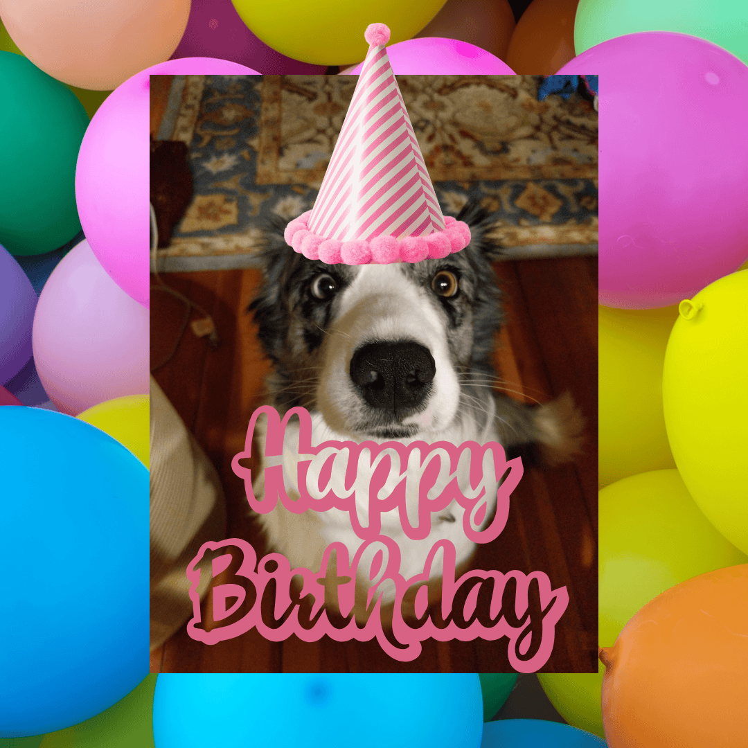 The Joy of Animal in Party Hats 35