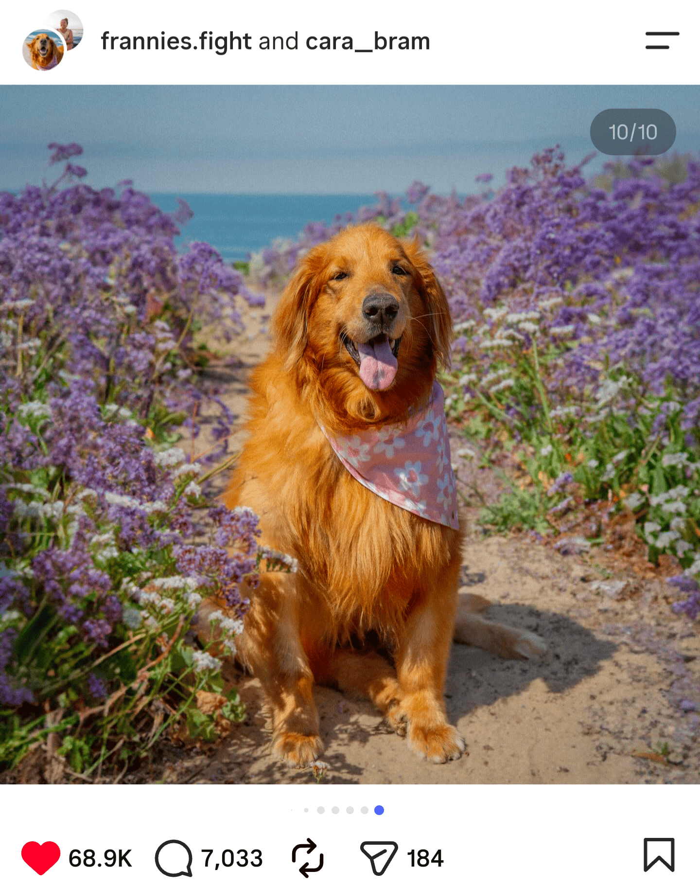 A golden retriever sits in front of flowers