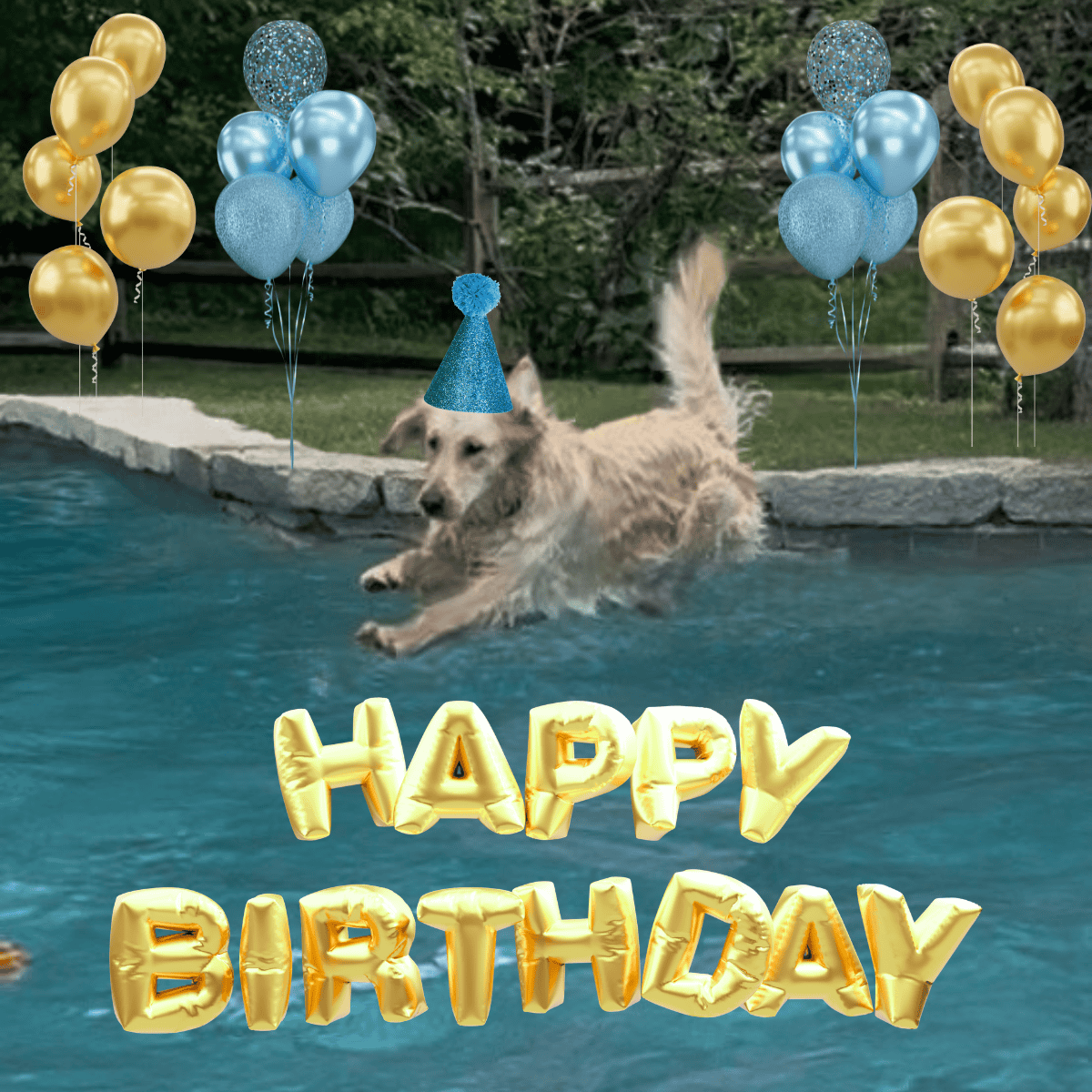A golden retriever wearing a blue party hat splashes into a pool with the words happy birthday in gold balloon shapes. There are also gold and blue balloons in the background.