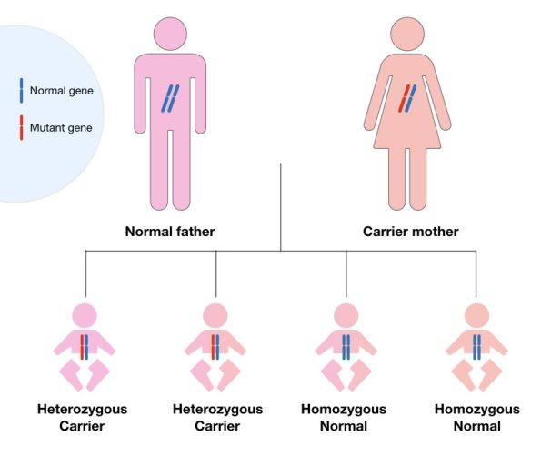 how-is-cystic-fibrosis-inherited