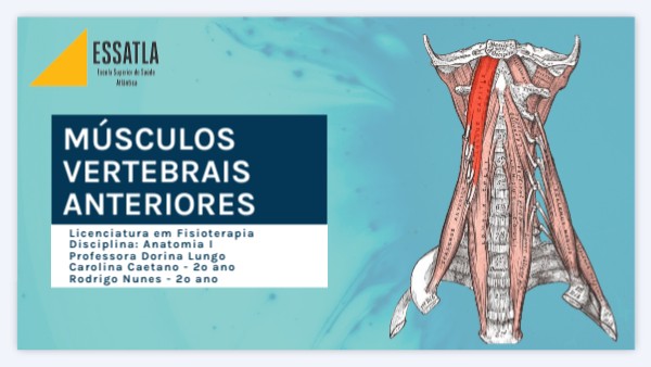 Anatomia I Músculos Vertebrais Anteriores Do Pescoço Genially
