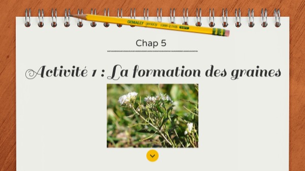 6 Chap 5 Activité 1 La Formation Des Graines