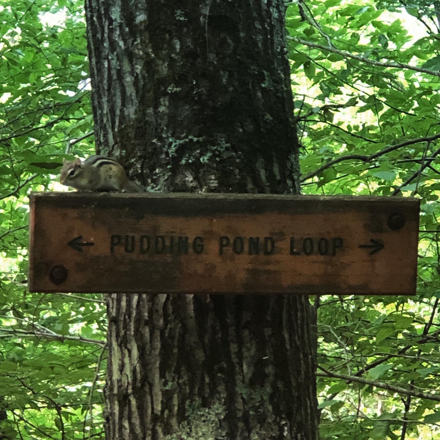 2020.09.01 Pudding Pond Chipmunk