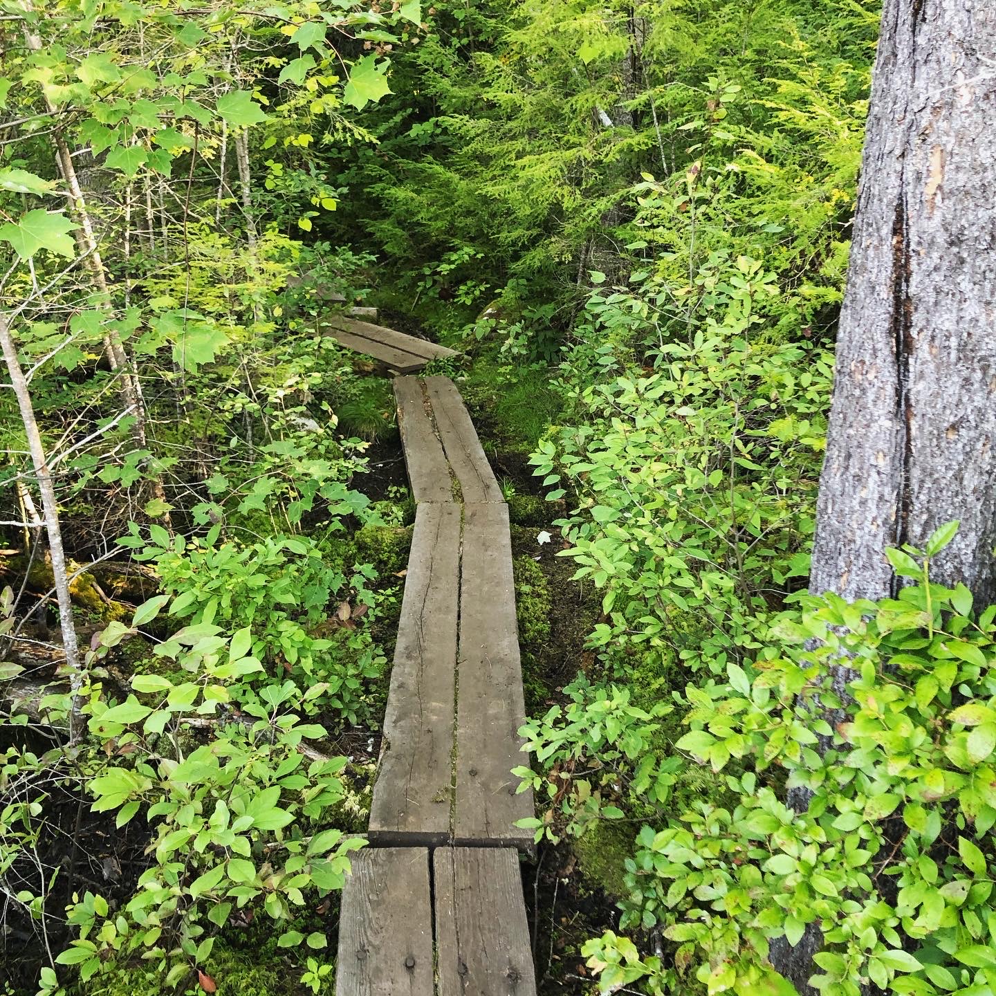 2020.09.01 Pudding Pond Trail