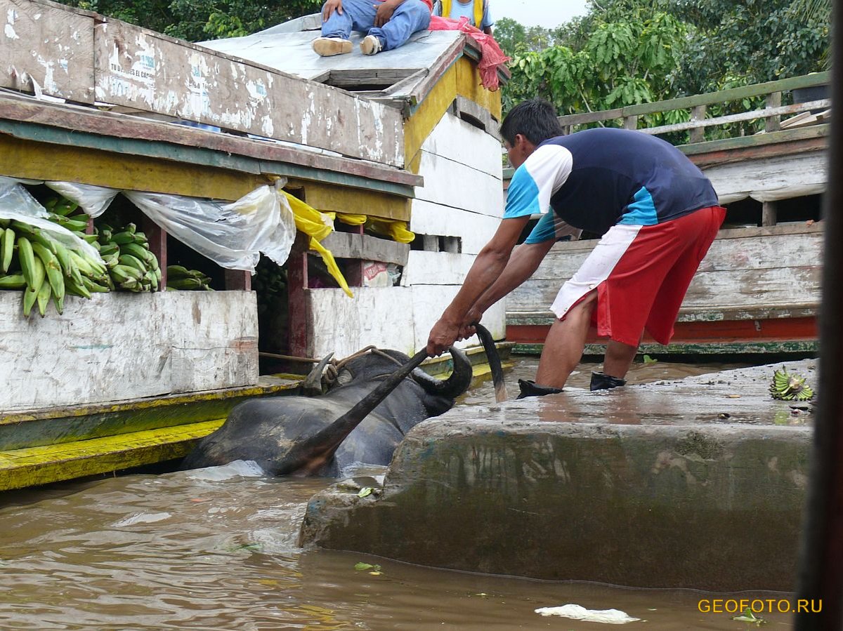 Подбор тура в бразилию за 3 шага. Geofoto Ru Fotografii Amazonii Yuzhnaya Amerika Na Plotu Po Amazonii Ekvador Peru Kolumbiya Foto Amazoniya Tury V Amazoniyu Otdyh V Ekvadore Tropicheskie Lesa Otdyh A Amazonii Amazonka Amazonskie Dzhungli Tihij Okean Kolumbiya