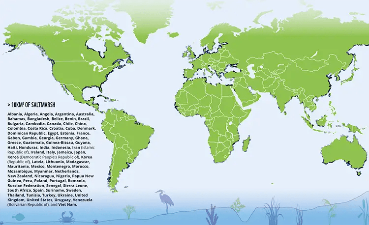 Vanishing Saltmarshes Threaten Climate Progress Saltmarsh Map.webp
