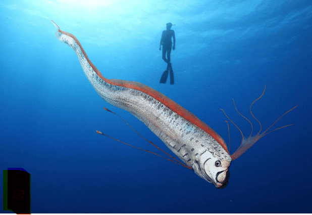 The Whole World is Talking About Oarfish