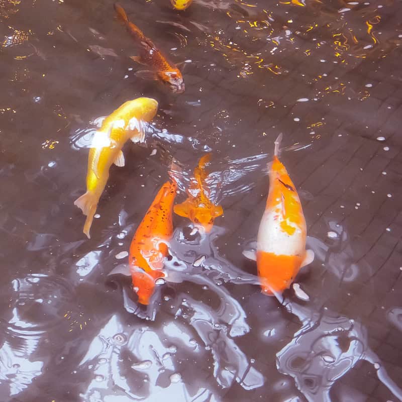 Koi
