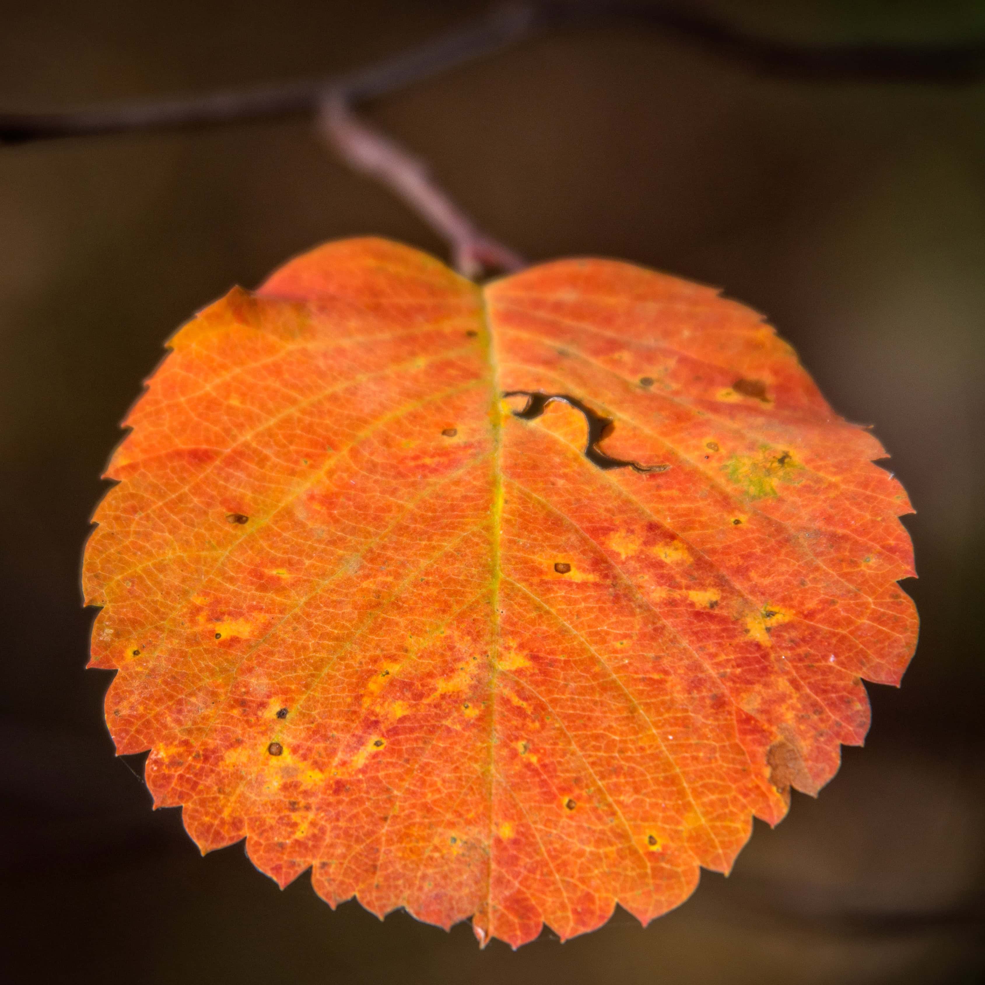 South-Glenmore-Park-fall-colour