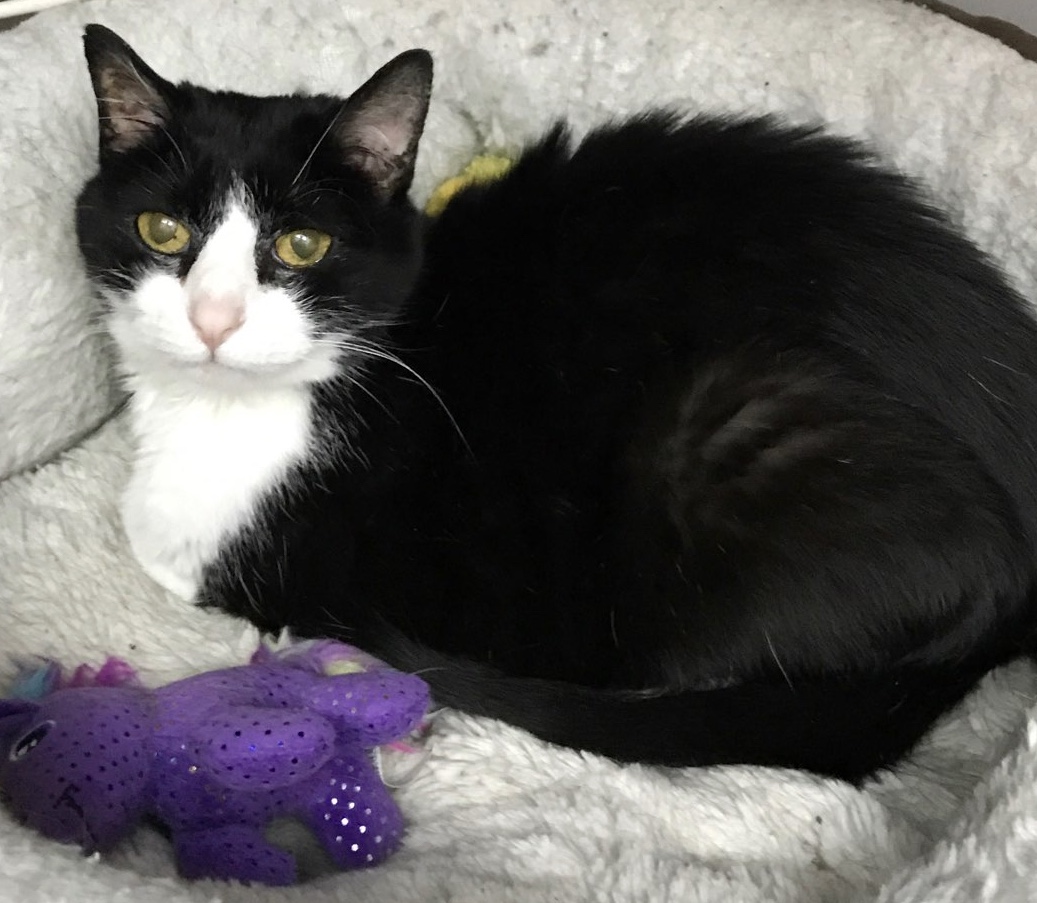 Georgetown Veterinary Hospital Cat- Molly
