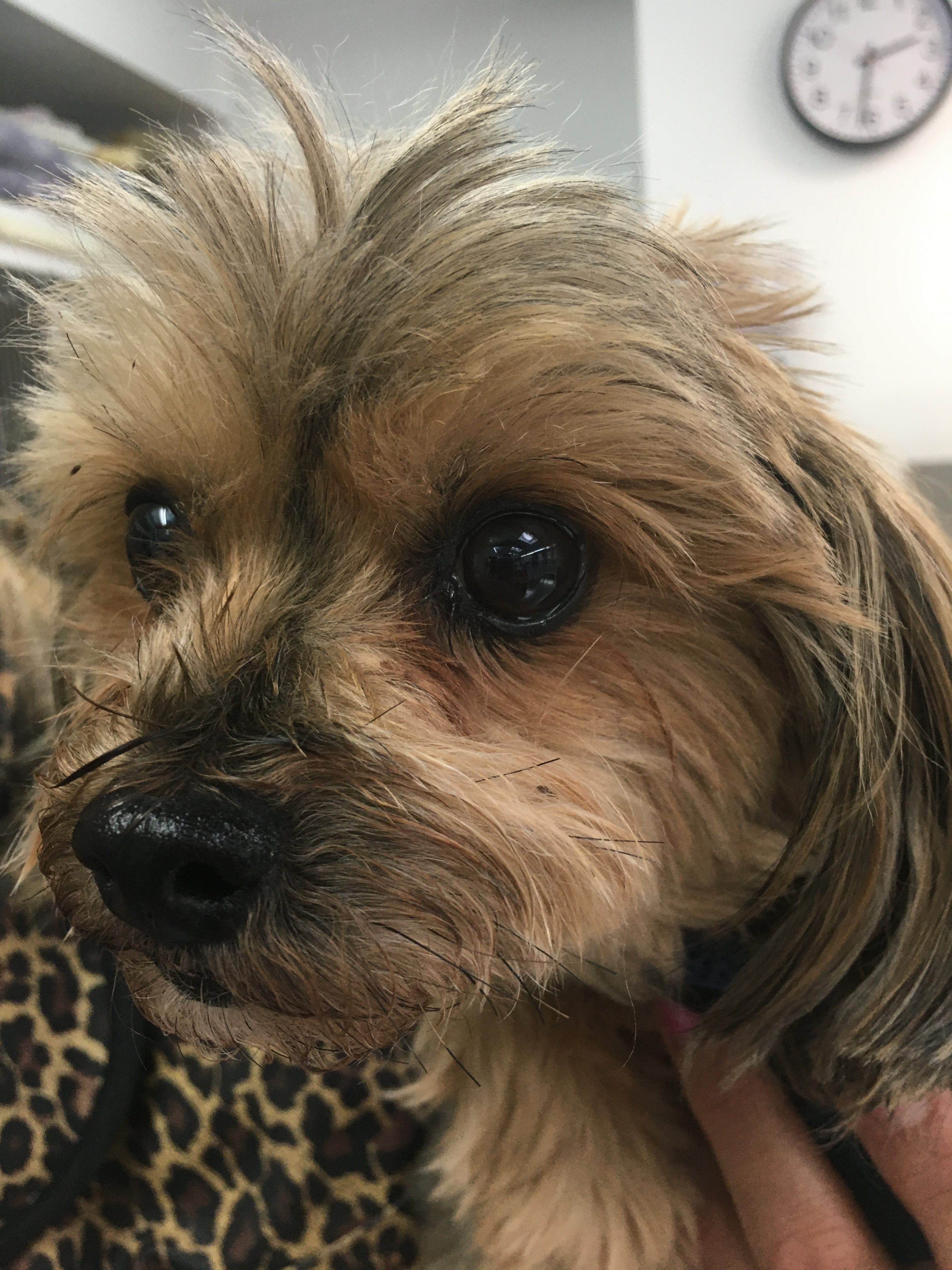 VETERINARY HOSPITAL 53 Redding Road, Redding, Ct. 06896