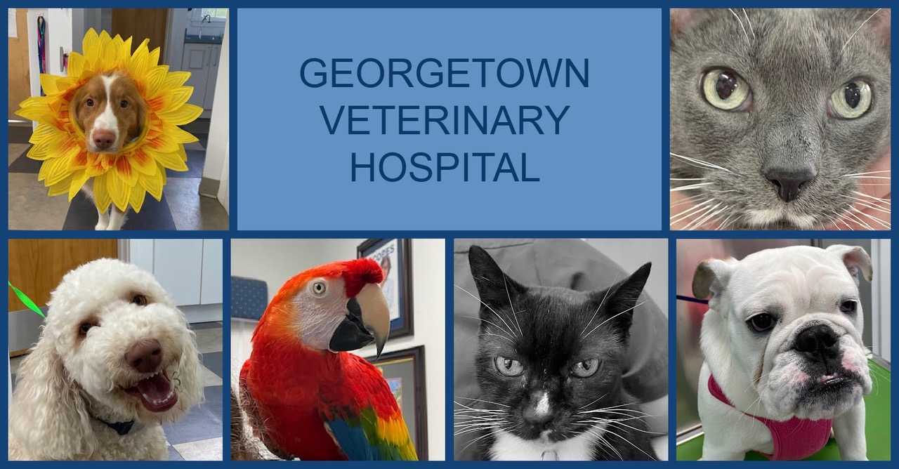 Georgetownveterinaryhospitalhomepage