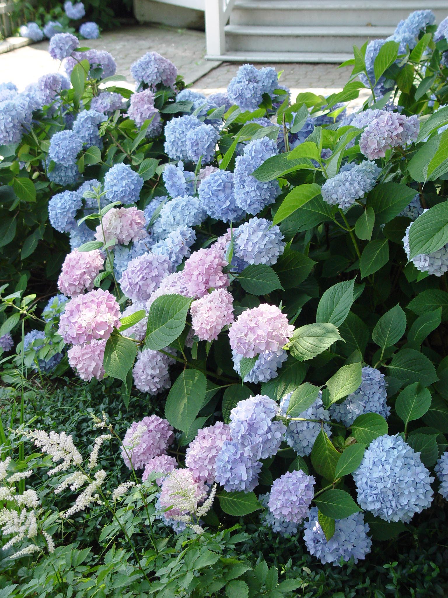 Blue Hydrangea Plant / How to Grow & Care for Hydrangeas Garden
