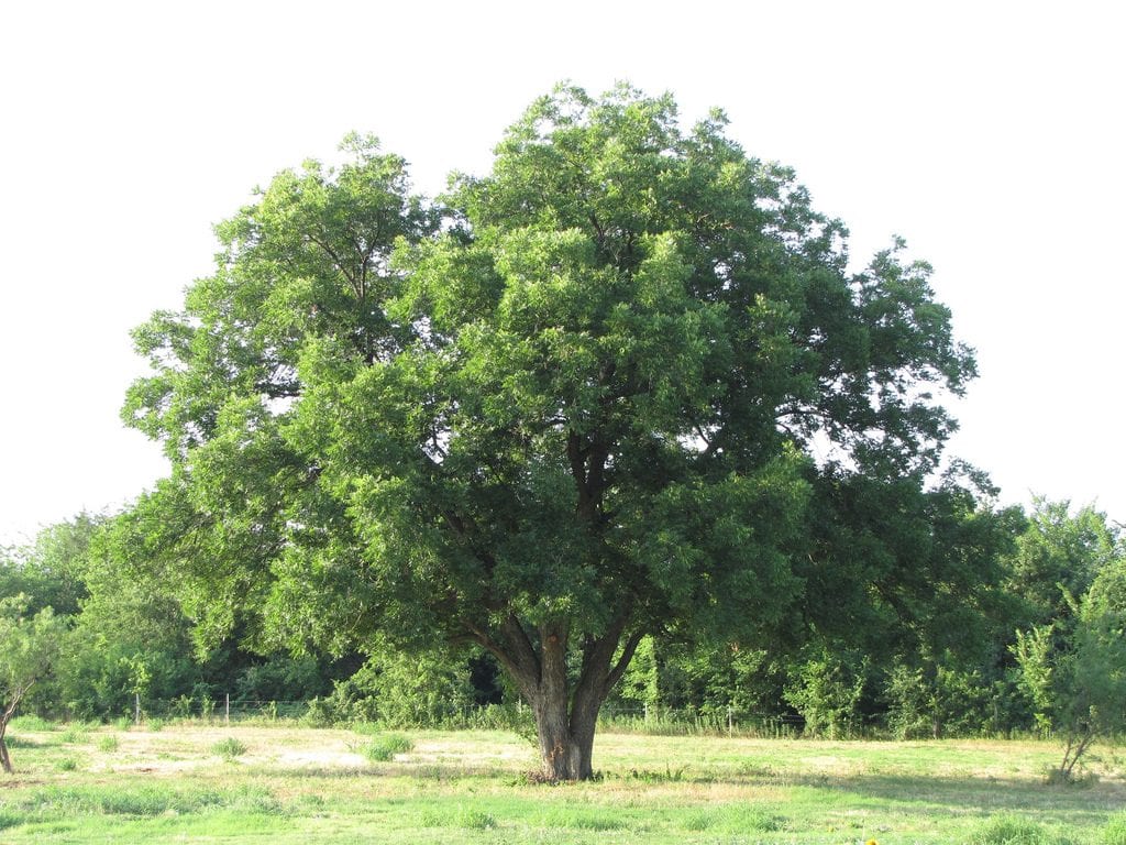 How To Grow And Care For Pecan Trees Gardener S Path