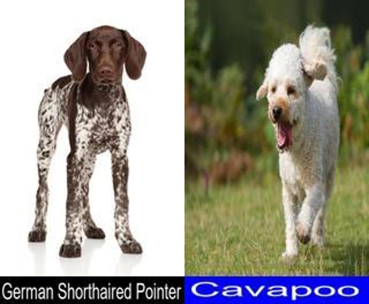 Differences and Similarities between the German Shorthaired Pointer and
