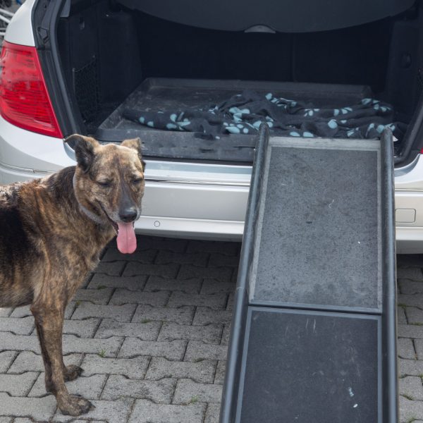Best Dog Ramps For Older Dogs German Shepherd Dog HQ