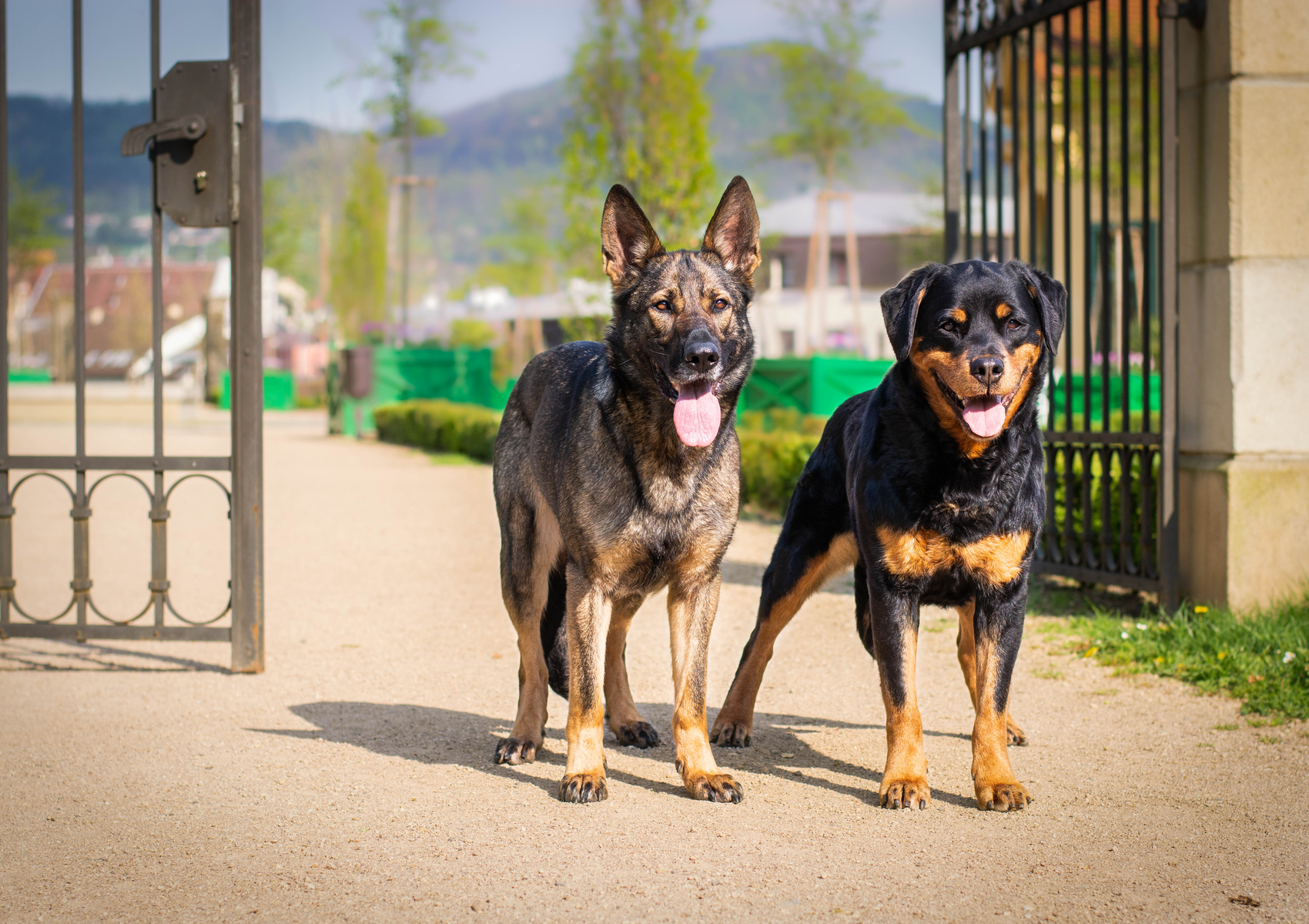 German Shepherd vs Rottweiler