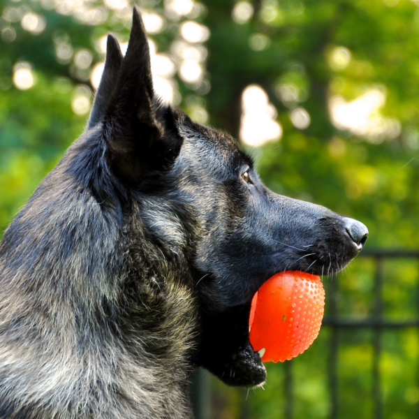 The Brindle German Shepherd (Explained) German Shepherd Dog HQ