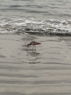 godwit