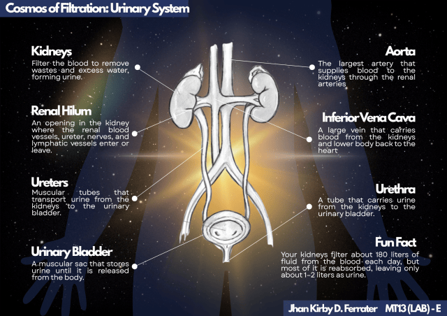 Urinary System