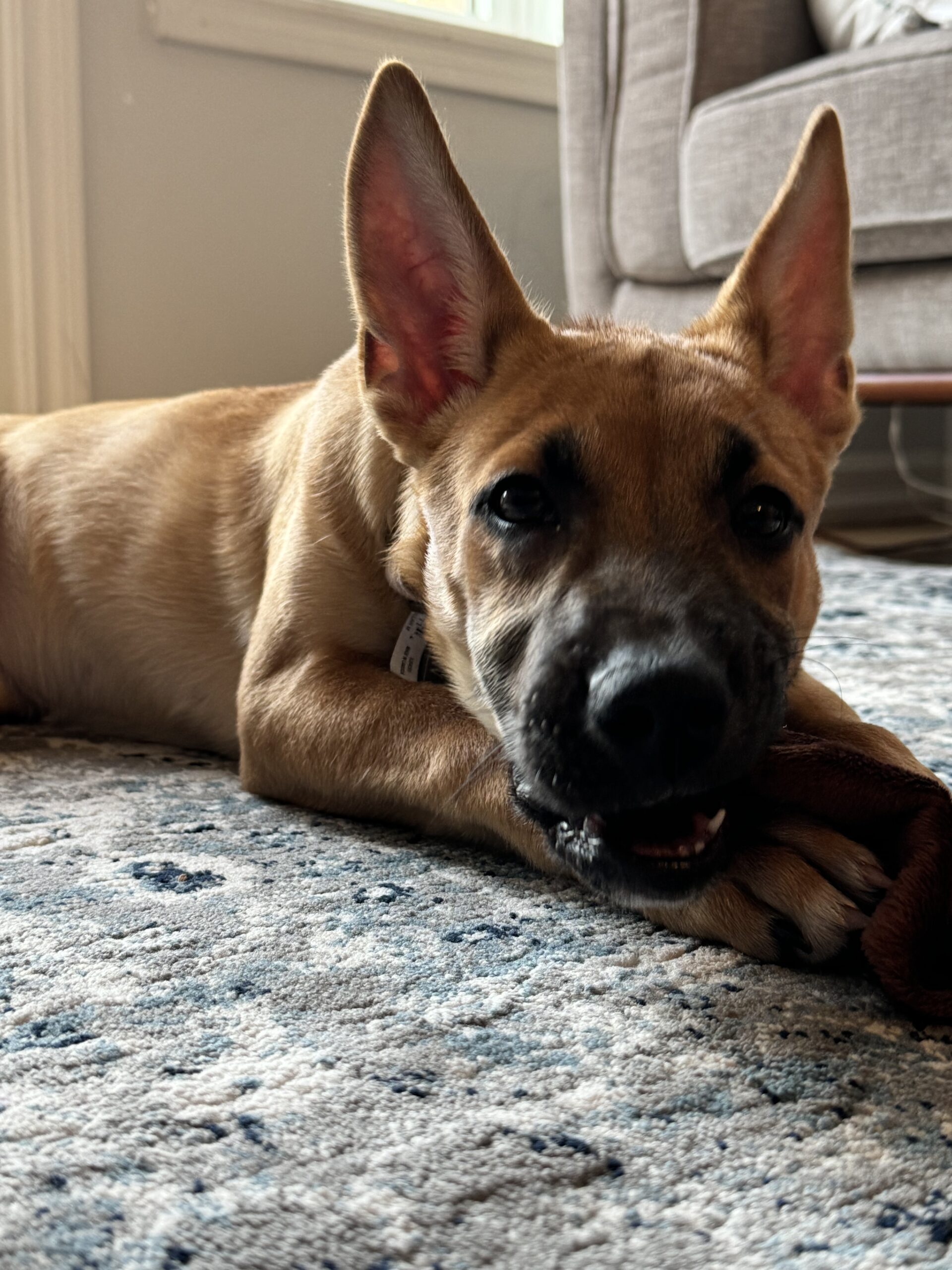 Puppies for sale